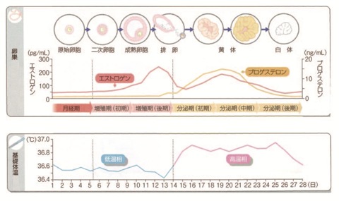 生理 前 熱 高い