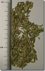 Fennel_seeds