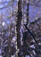 シベリア人参の幹．機の高さは2～3メートルに成長する、茎には下むきに生えたとげがある。成木になるととげが少なくなる。