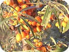 ファイル-Sea-buckthorn-oliv