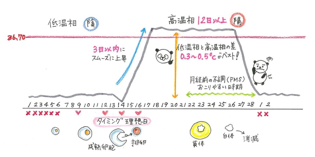 基礎体温表イラスト