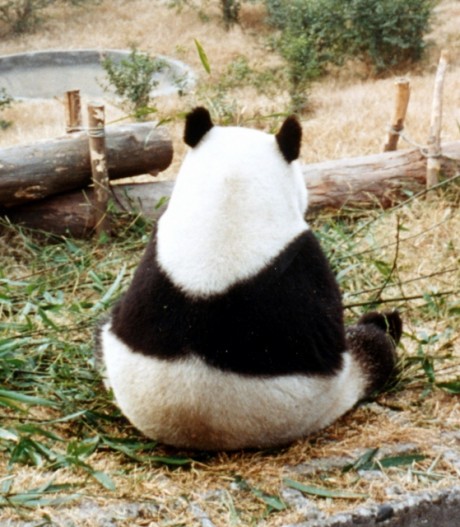 パンダ後姿 (559x640)