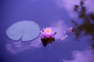 lotus-1205631_640