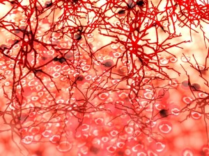 血と血管のイメージ