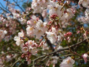 2014桜