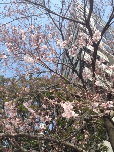 sakura