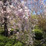 枝垂れ桜