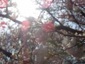 春の日差し
