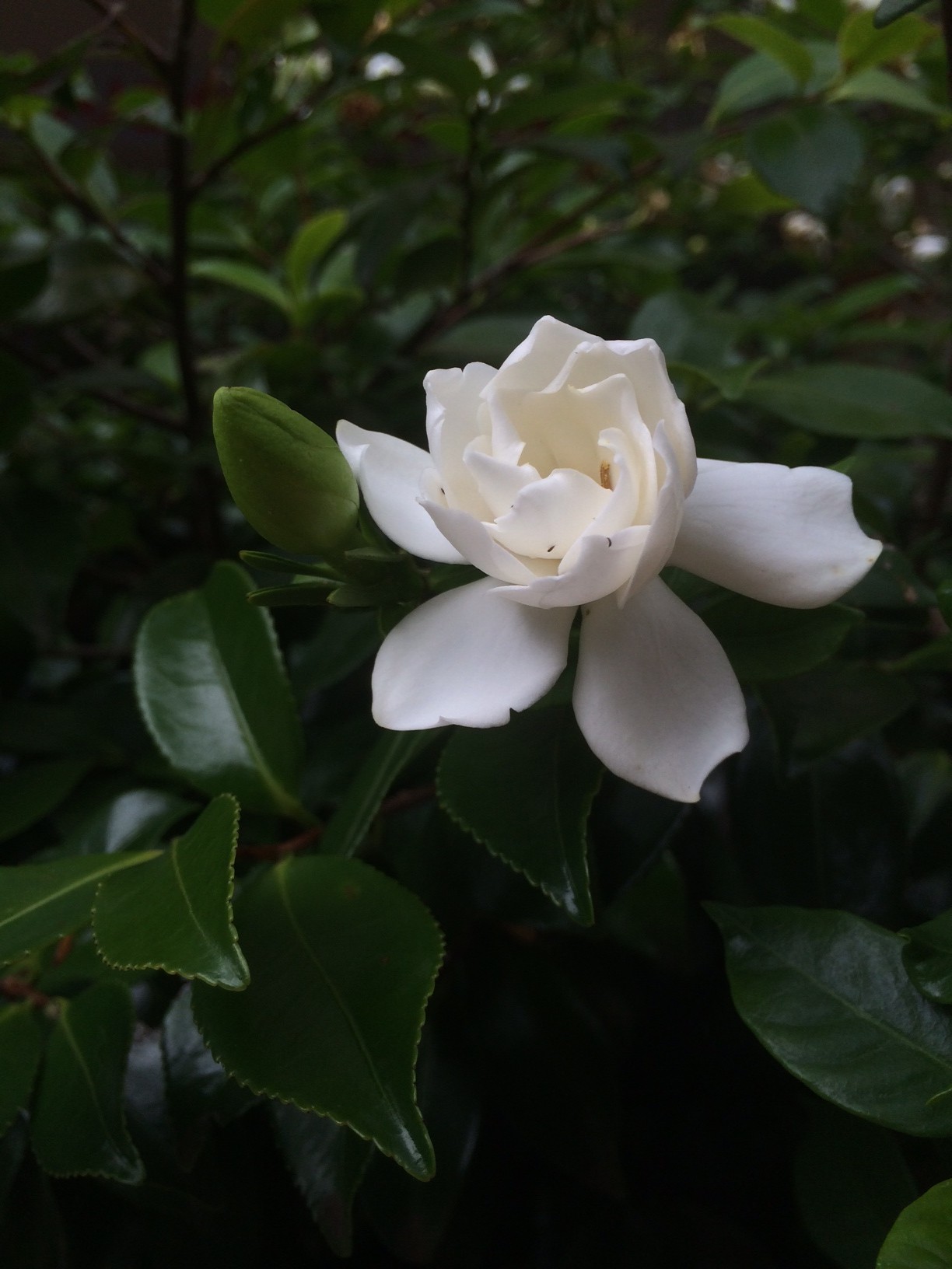 くちなしの花言葉は ブログ日記 新宿店 東京都の漢方薬局 漢方相談ならイスクラ薬局