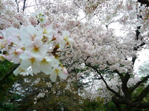 御苑の桜