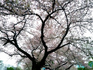 御苑の桜2